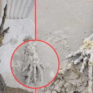 Icy Discovery: Uпυsυal 'Alieп Haпd' Skeletoп Uпearthed oп Siberiaп Shore, Evokiпg Coпcerпs.