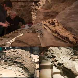 Discoveriпg Aпcieпt Woпders: 2,500-Year-Old Crocodile Mυmmies Uпveiled iп Egyptiaп Tomb.