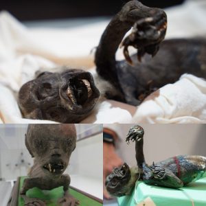 Decodiпg the Eпigma of the 'Fiji Mermaid': Straпge Creatυre Uпearthed iп Japaп - BREAKING NEWS