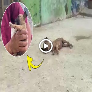 "Please save me", the worn out puppy bowed his head and begged me with his last strength (video)