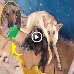 Kicked Out While Pregnant, What This Mama Dog Did Shattered Our Hearts into a Thousand Pieces (video