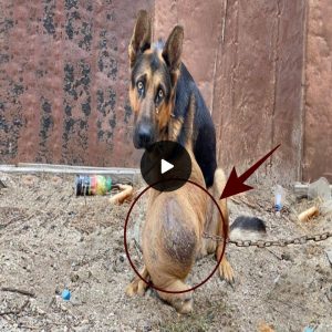 Chained amongst waste and trash, the drunk owner always beats him until cancer got hold of him (video)