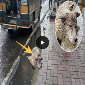 Laying there under rain and cold, the disable dog cried in pain and begged but received no attention (VIDEO).