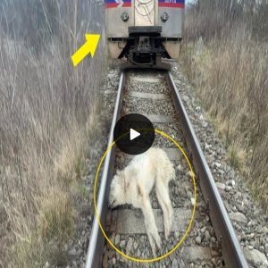 She was lying there all the night, desperately cried for help, while trains passing over her (video)