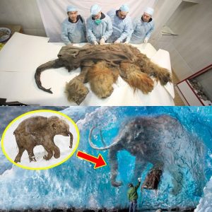 Breaking: What Secrets Lie Within the 3-Million-Year-Old Mammoth Mummy Hidden in Antarctic Ice?