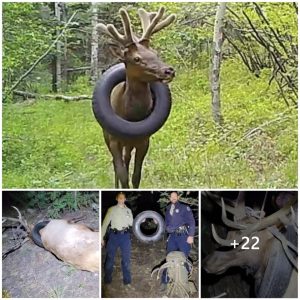 For two years, Moose had a tire around his neck and begged for help from the rescue team and successfully saved him from the tire.(video)