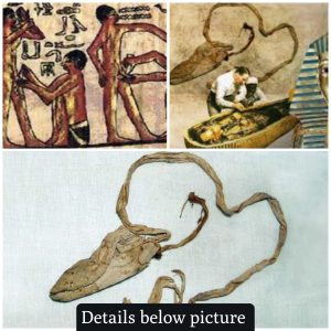 Archaeologists Marvel at Discovery of 3000-Year-Old Condom Belonging to Tutankhamun