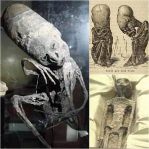 Curious Parallels: Belgian Museum's Mummy Mirrors Mexican Alien Mummies